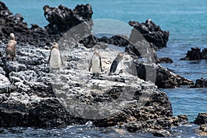 Penguins roost on the coast.Ecuado photo